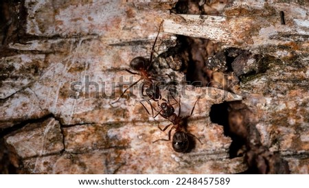 Two ants on a tree in forest