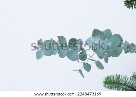 Leaf eucalyptus and fir bouquet. Eucalyptus branch with fresh leaves and fir on a light background. Selective focus. Selective focus.