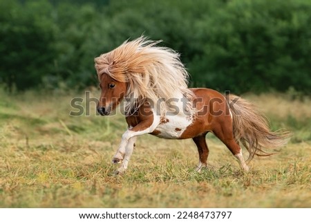 Miniature shetland breed pony running in the field in summer Royalty-Free Stock Photo #2248473797