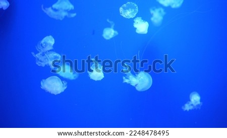 video collection. Sea and ocean jellyfish swim in the water close-up. Illumination and bioluminescence in different colors in the dark. Exotic and rare jellyfish in the aquarium.