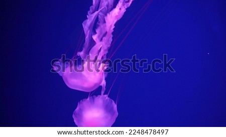 video collection. Sea and ocean jellyfish swim in the water close-up. Illumination and bioluminescence in different colors in the dark. Exotic and rare jellyfish in the aquarium.