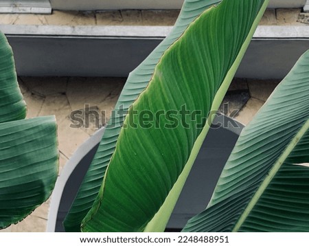 12 Jan 2023. Green leaf of banana