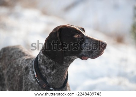 Dog playing in the snow in winter time