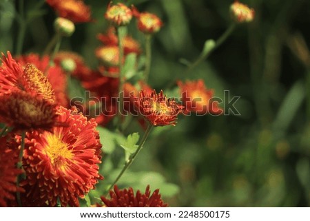 Red Chrysanthemums in the autumn garden