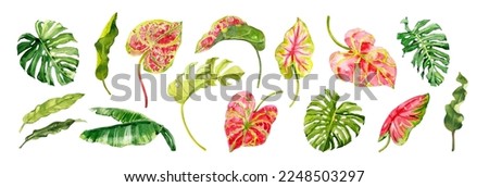 Watercolor hand drawn rainforest tropical leaves botanical illustration individual elements isolated on white background. Hand painted watercolor floral clip art