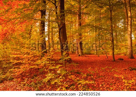 beautiful autumn colors in the forest Royalty-Free Stock Photo #224850526