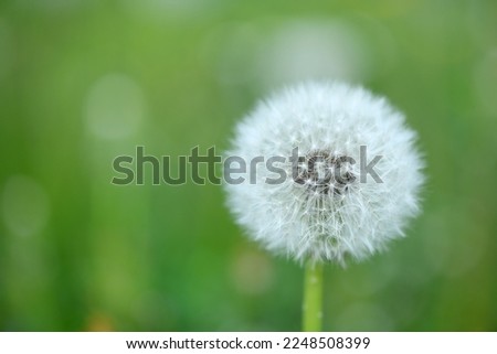 Closed Bud of a dandelion. Dandelion white flowers in green grass. High resolution photo. Selective focus.