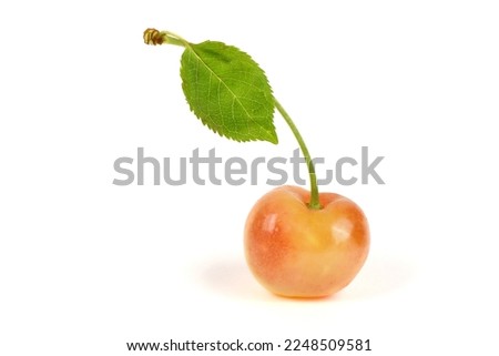 Light red sweet cherry with green leaves., side view isolated on white. Extrem close-up. High resolution photo. Full depth of field.