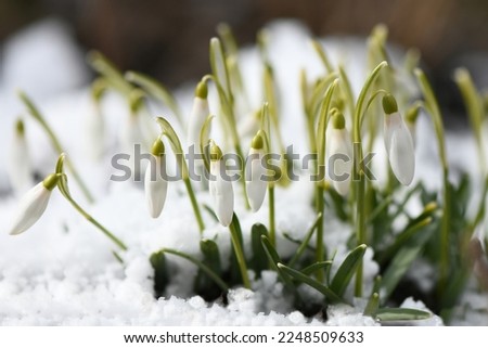 Snowdrop flowers. Spring background. Side view. High resolution photo. Selective focus. Shallow depth of field.