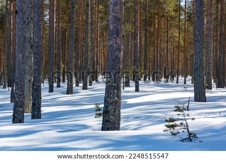 A Pine forrest in the late winter in Finland.