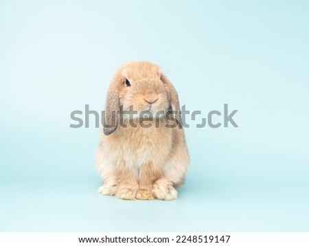 Front view of orange cute baby holland lop rabbit sittiing on green pastel background. Lovely action of young rabbit.