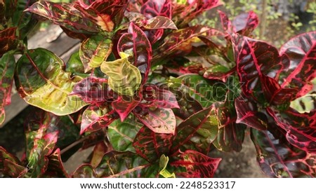 Croton plant or Latin name Codiaeum variegatum is a popular garden ornamental plant in the form of a shrub with very varied leaf shapes and colors.