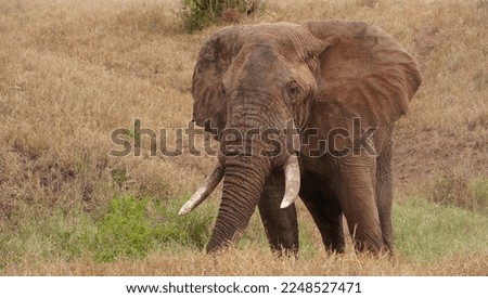 
A calm bull elephant with ears spread out