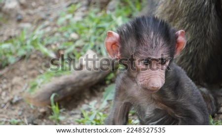 Baby baboon keenly watching out for trouble.