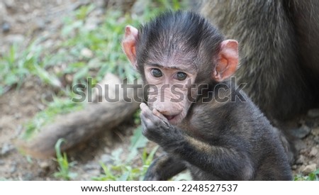 
Baby baboon face at close range.