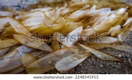 these pictures are termite wings