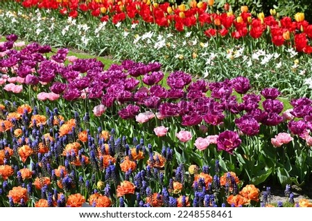Hollands tulips bloom in a field at spring season