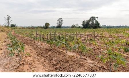 Rows of soil  and Rows of young cassava plant in countryside farmland . Baby cassava or manioc plant farm pattern in a plowed field prepared. 