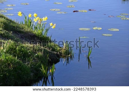Narcissus flowers. Amaryllidaceae perennial plants. Yellow flowers bloom from winter to spring