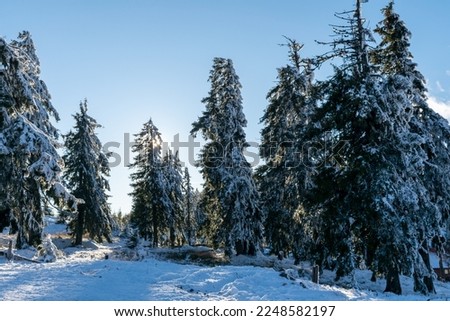 Winter landscape! Snowy icy tree!