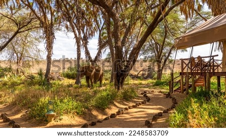 An elephant ( Loxodonta Africana) in a luxury tented camp, Samburu National Reserve, Kenya.	 Royalty-Free Stock Photo #2248583709