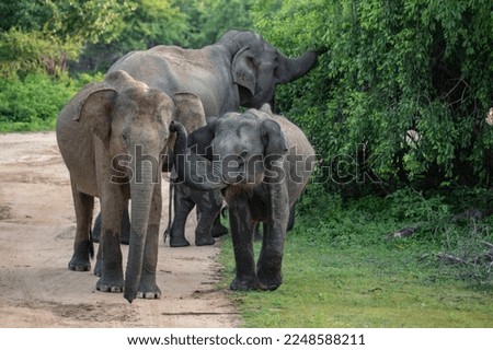 Elephant in Yala National park in Sri Lanka Royalty-Free Stock Photo #2248588211