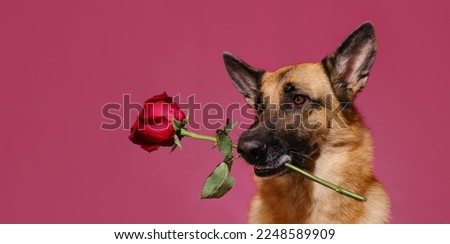 Concept of Valentine's Day. Isolated on pink background. German Shepherd holds one beautiful red rose in mouth. Gentleman dog with flower congratulates on woman's day or happy birthday. Copy space. Royalty-Free Stock Photo #2248589909
