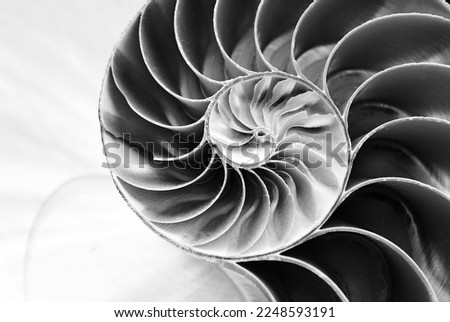 nautilus shell cross section spiral Royalty-Free Stock Photo #2248593191