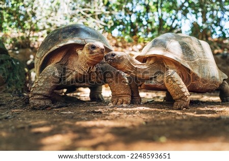 Couple of Aldabra giant tortoises endemic species - one of the largest tortoises in the world in zoo Nature park on Mauritius island. Huge reptiles portrait. Exotic animals, love and traveling concept Royalty-Free Stock Photo #2248593651