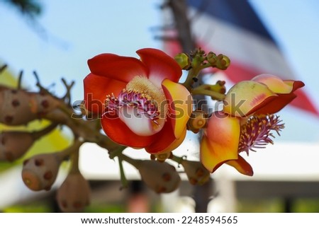 A close up view of a  Cannonball tree flower