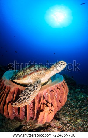 Turtle resting on a barrel sponge on a tropical coral reef with a sunburst behind