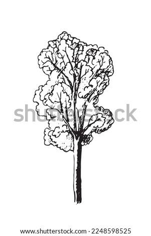 Tree sketch, linear black and white vector illustration.