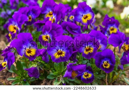 Dark purple pansy flowers with a yellow interior in the garden