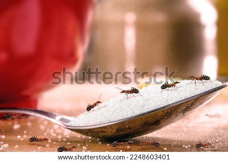 sweet ants eating sugar on spoon, insect problem and rpaga inside the kitchen