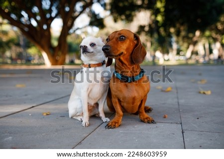 A couple of small dogs in the park. Chihuahua and dachshund.