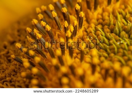 Sunflower texture and background. Texture of sunflower pollen. Macro view of abstract nature texture and background Organic pattern. Sunflower in bloom.