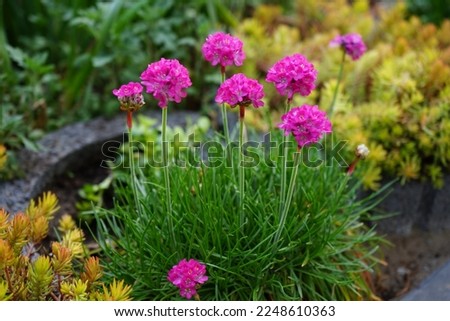 Armeria maritima in the garden in April. Armeria maritima, the thrift, sea thrift or sea pink, is a species of flowering plant in the family Plumbaginaceae. Berlin, Germany Royalty-Free Stock Photo #2248610363