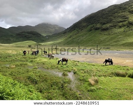Horses by a highland hills in Scotland