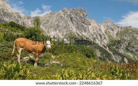 beautiful austrian summer landscape with a cow posing with mountains in the background