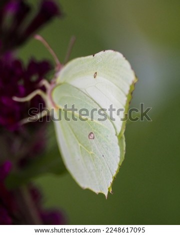 Southern dogface butterfly on wildr flower. High quality photo Royalty-Free Stock Photo #2248617095