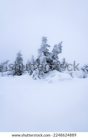 Magical winter scenery with frozen trees covered with white snow. Fantasy atmosphere after snow storm on Bohemia mountains.  Royalty-Free Stock Photo #2248624889
