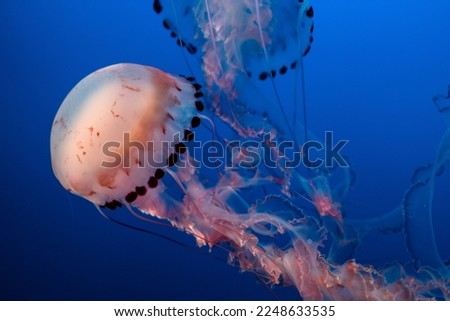 Beautiful pictures of the sea and jellyfish