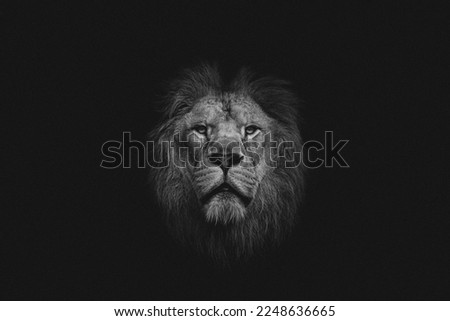 Featured photo shots of the King of the Jungle. the lion