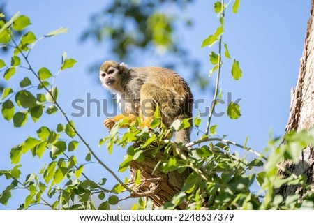 common squirrel monkey is perched on a limb with green leaves on a sunny day