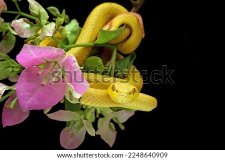 Yellow viper snake on branch, viper snake isolated on black background, Trimeresurus insularis,animal closeup