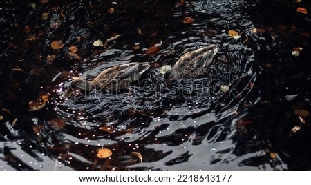 
ducks swimming in the pond in the early morning