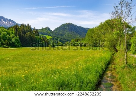 View in the sunshine over a mountain meadow where a variety of wildflowers bloom. In the background mountains and the ruins of Ehrenberg Castle. On the right edge of the picture flows a small stream.