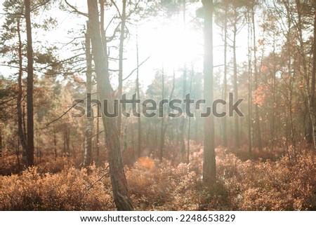 Beautiful autumn forest. Sun setting during golden hour. Rays of light illuminate trees in a nature preserve. Naturalistic photography, wild nature and light effects. Fairy and idyllic image of wood.