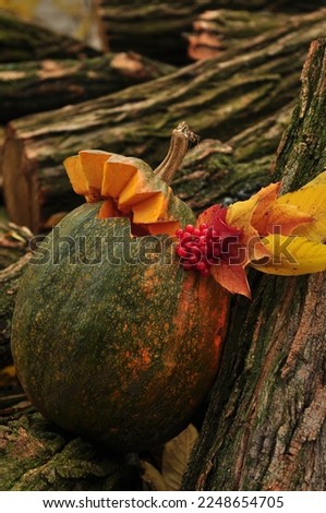 autumn still life with pumpkin