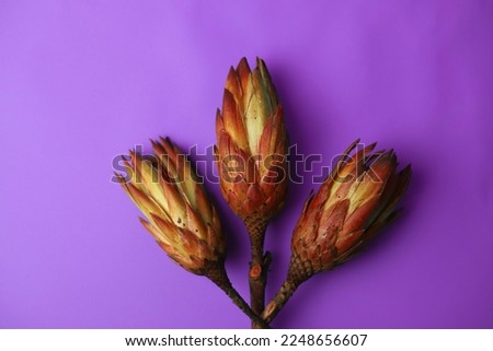 exotic noble flower Protea national symbol of the Republic of South Africa in orange on a purple background. for postcards screensavers stickers plates flyers banners